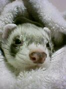 040323_cecil.jpeg