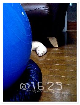050708_jochu.jpeg