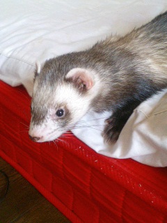 050913_cecil2.jpeg
