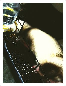 なだれ食い