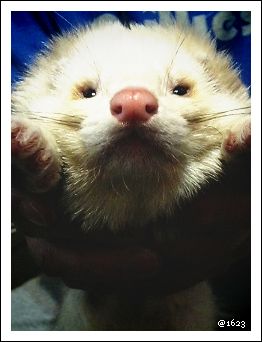 獅子ジャナイノ。ヂャ。