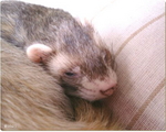 DSCF0094.JPG